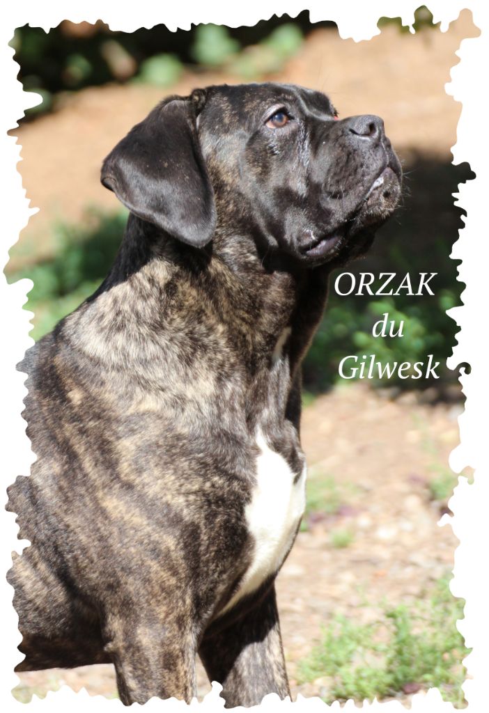 Chiot Cane Corso du Gilwesk