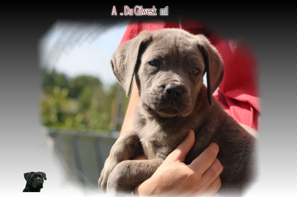 du Gilwesk - Chiots disponibles - Cane Corso