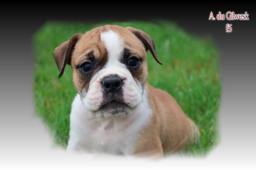 du Gilwesk - Chiots disponibles - Bulldog continental