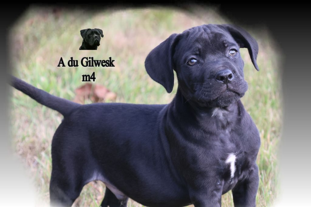 du Gilwesk - Chiots disponibles - Cane Corso