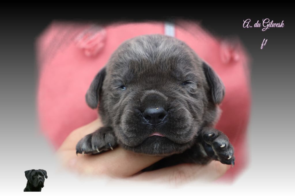 du Gilwesk - Chiots disponibles - Cane Corso