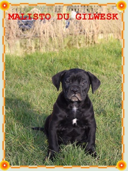 du Gilwesk - Cane Corso - Portée née le 15/01/2016