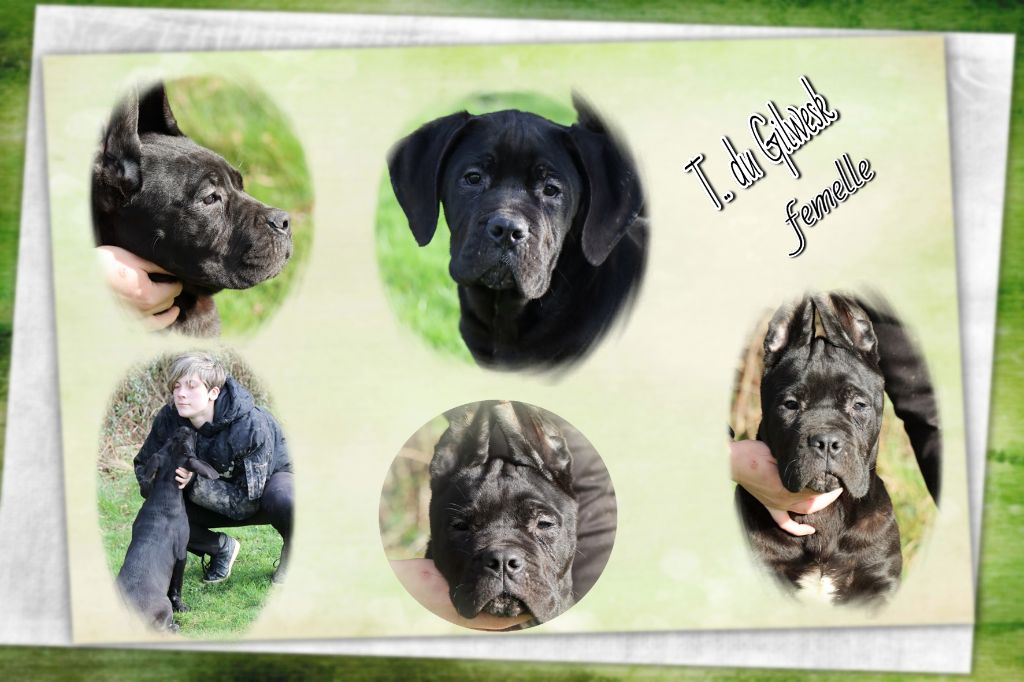 Chiot Cane Corso du Gilwesk