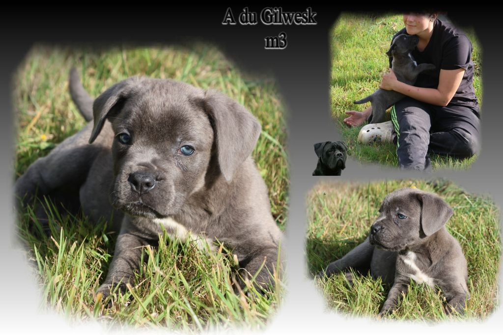 du Gilwesk - Chiots disponibles - Cane Corso