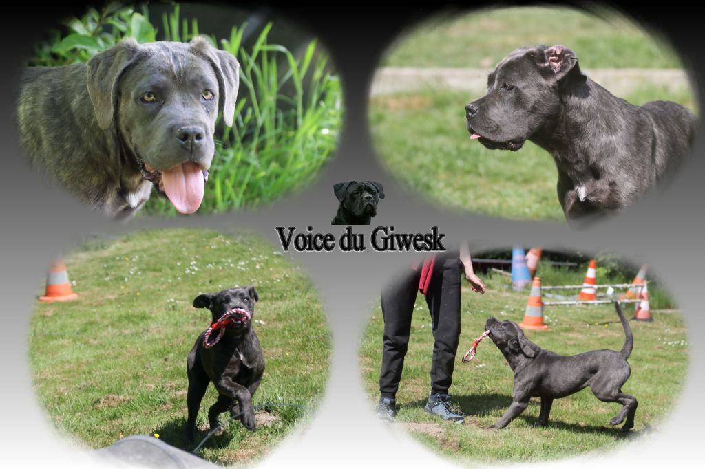 du Gilwesk - Chiots disponibles - Cane Corso