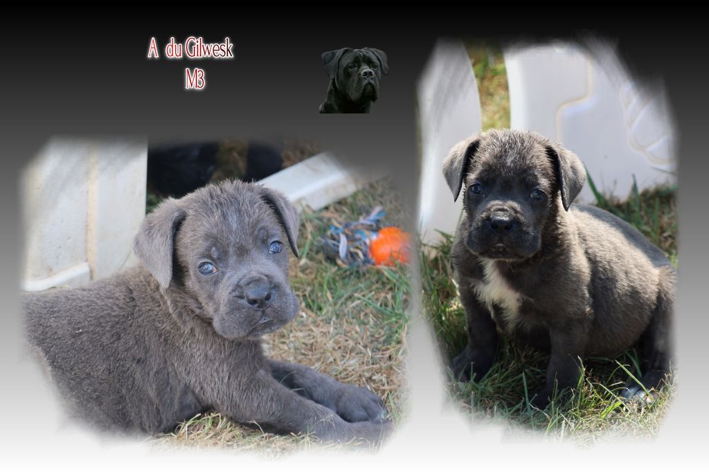 du Gilwesk - Chiots disponibles - Cane Corso