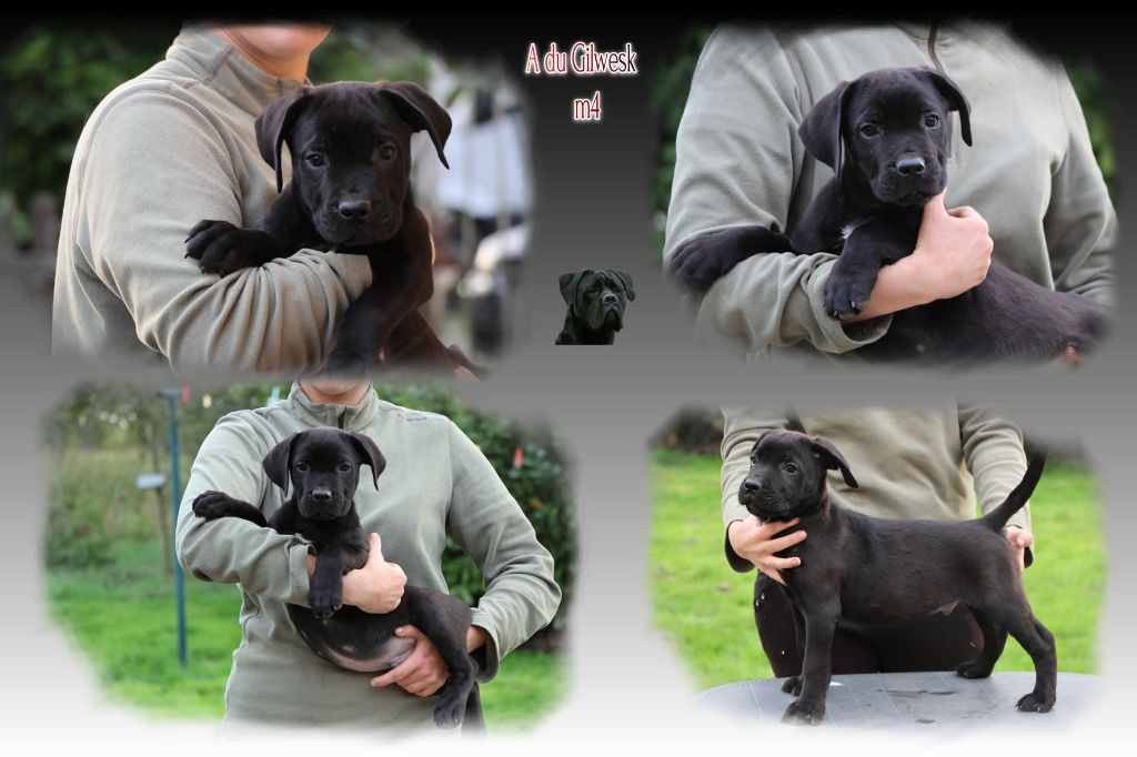 du Gilwesk - Chiots disponibles - Cane Corso