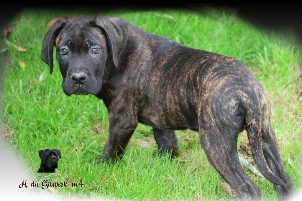 du Gilwesk - Chiots disponibles - Cane Corso