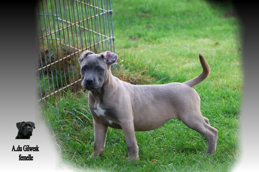 du Gilwesk - Chiots disponibles - Cane Corso