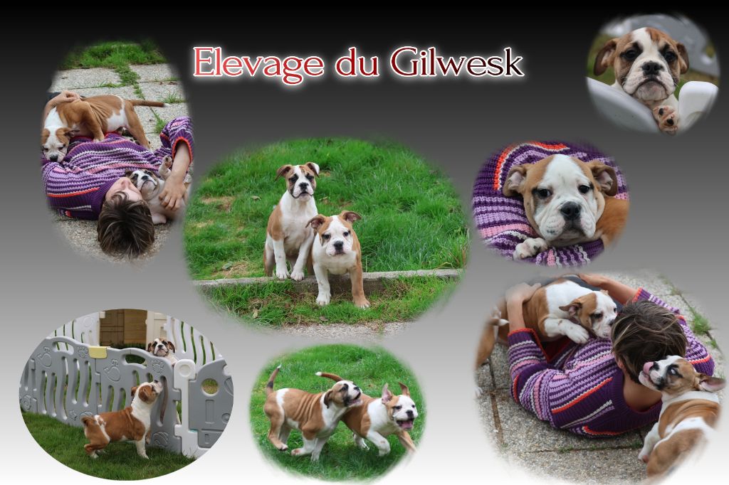 Chiot Bulldog continental du Gilwesk