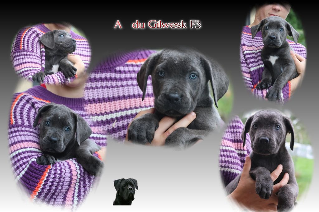 du Gilwesk - Chiots disponibles - Cane Corso