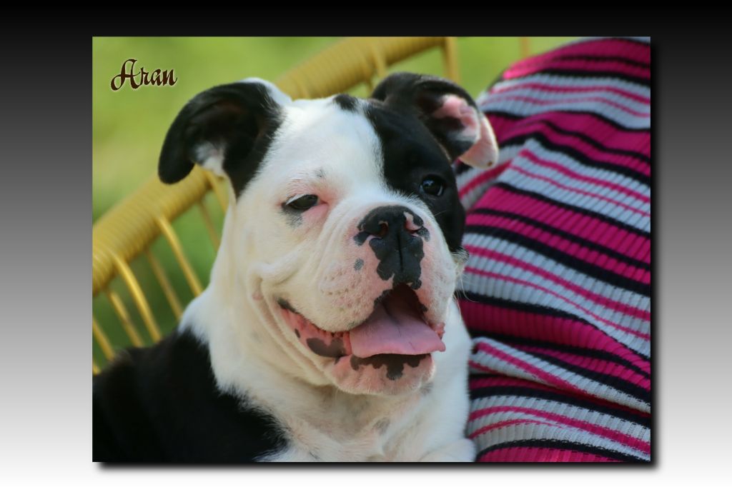 du Gilwesk - Chiots disponibles - Bulldog continental