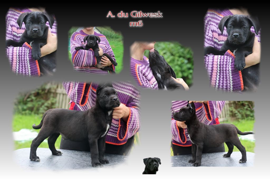 du Gilwesk - Chiots disponibles - Cane Corso