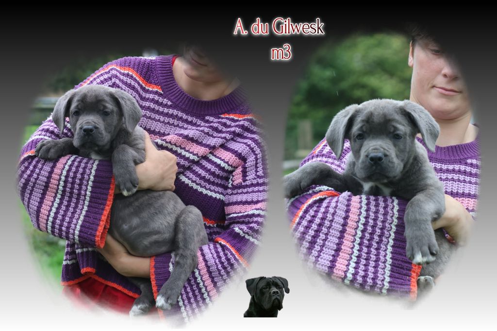 du Gilwesk - Chiots disponibles - Cane Corso