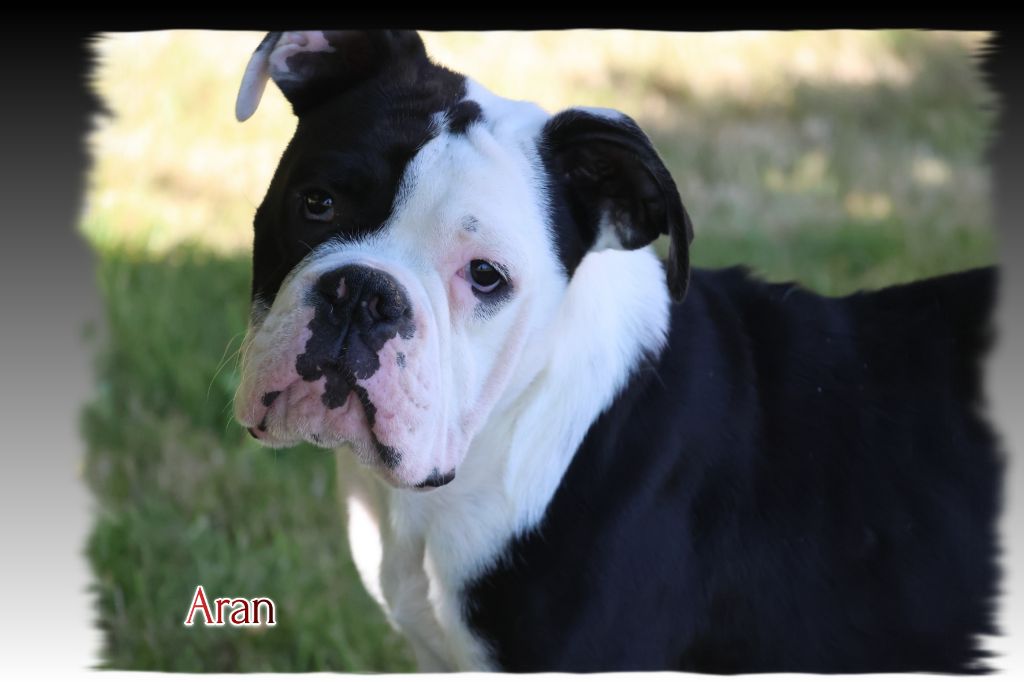 du Gilwesk - Chiots disponibles - Bulldog continental