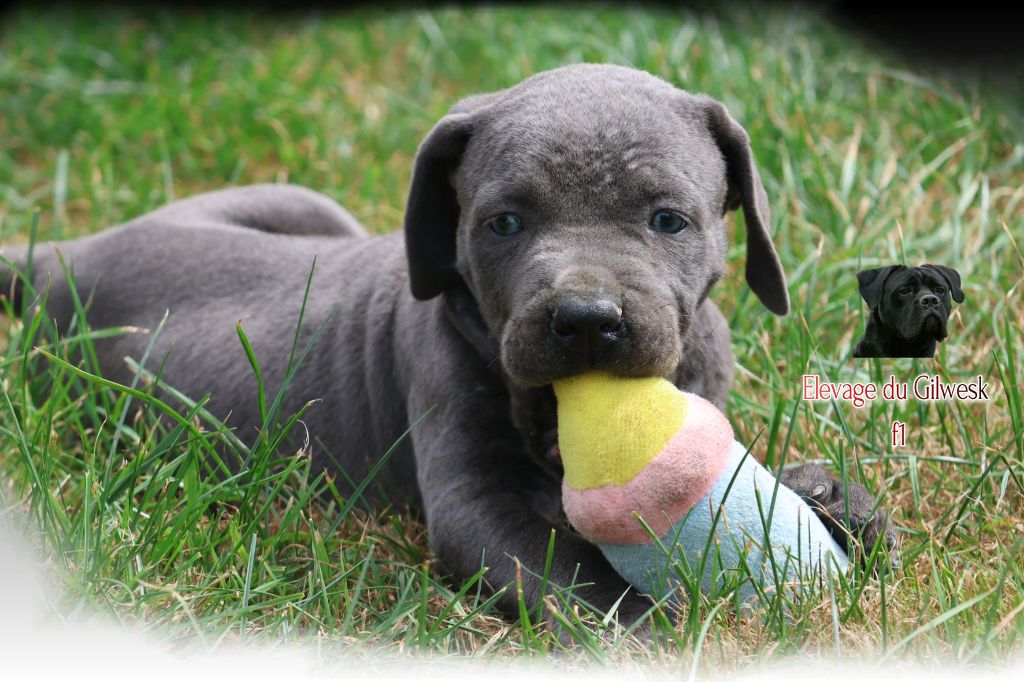 du Gilwesk - Chiots disponibles - Cane Corso