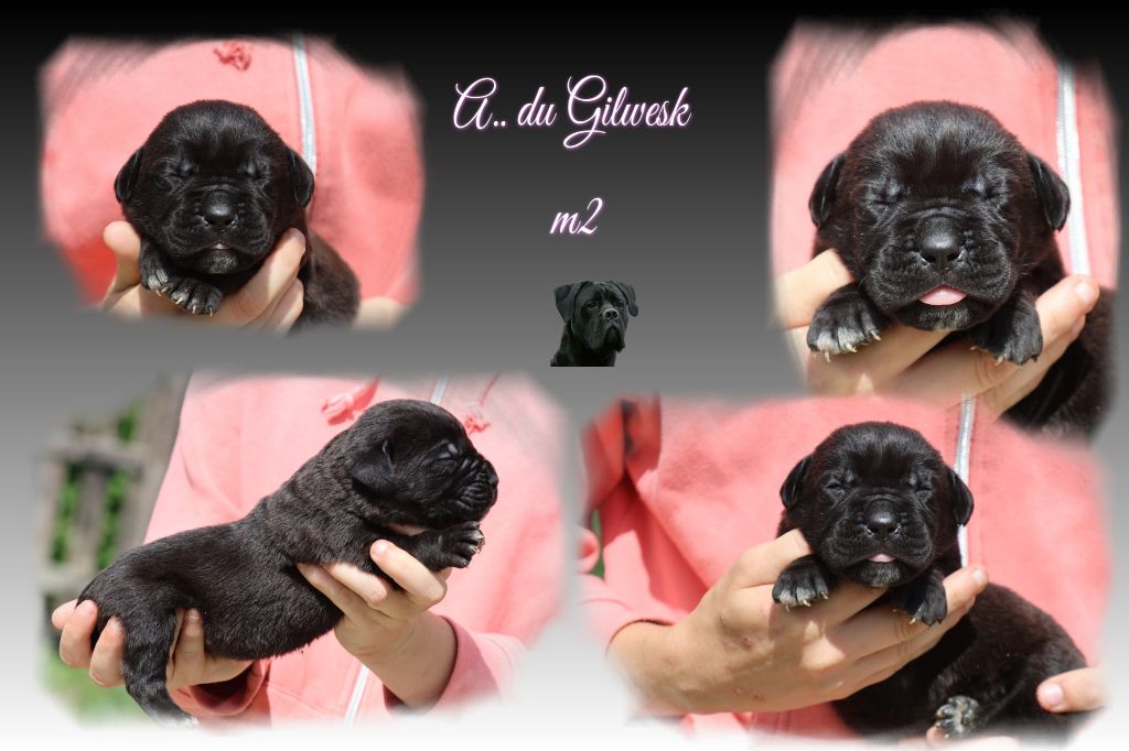 du Gilwesk - Chiots disponibles - Cane Corso