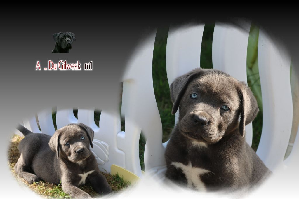 du Gilwesk - Cane Corso - Portée née le 08/07/2025