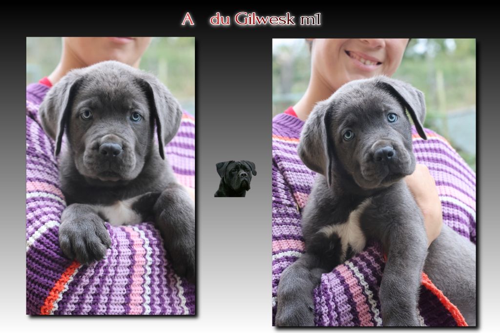 du Gilwesk - Chiots disponibles - Cane Corso
