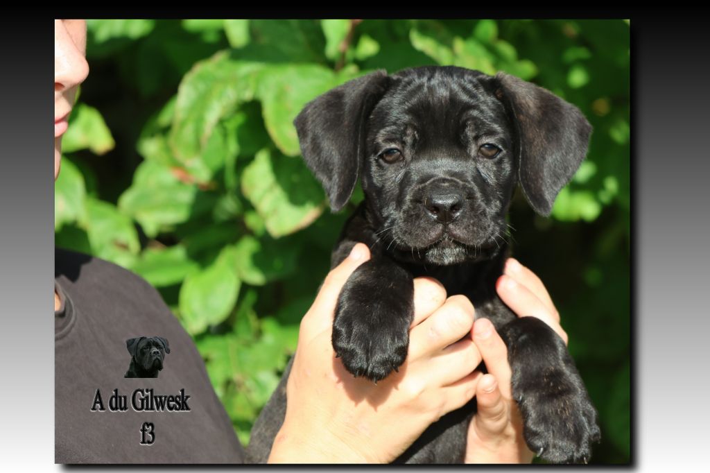 du Gilwesk - Chiots disponibles - Cane Corso