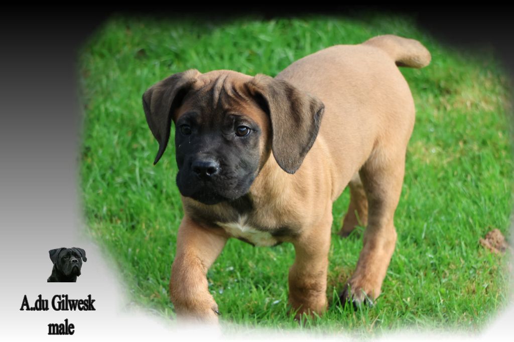 du Gilwesk - Chiots disponibles - Cane Corso