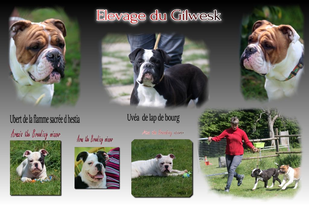 Chiot Bulldog continental du Gilwesk