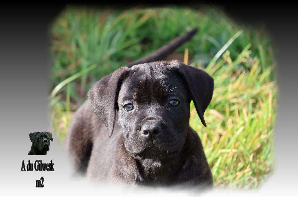 du Gilwesk - Chiots disponibles - Cane Corso
