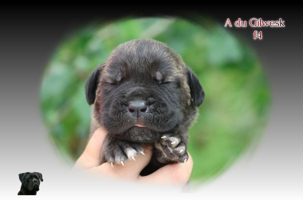 du Gilwesk - Chiots disponibles - Cane Corso