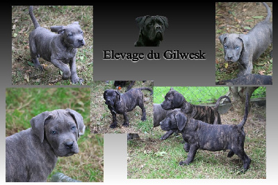 a du gilwesk  2