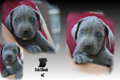 Chiot N°2