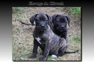 CHIOT 7