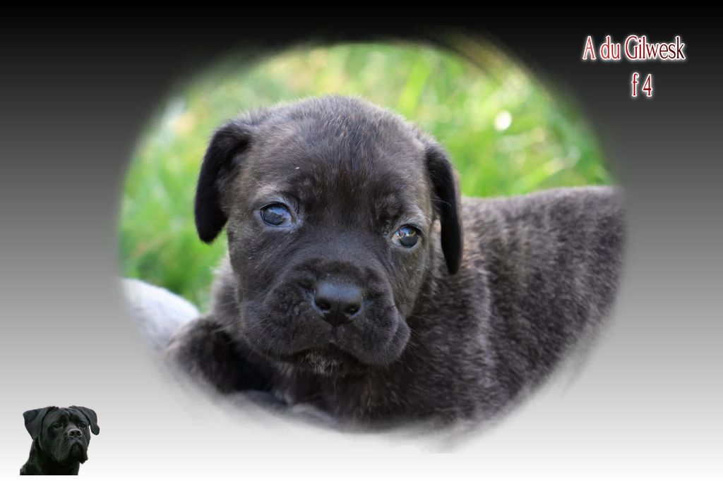 du Gilwesk - Chiots disponibles - Cane Corso