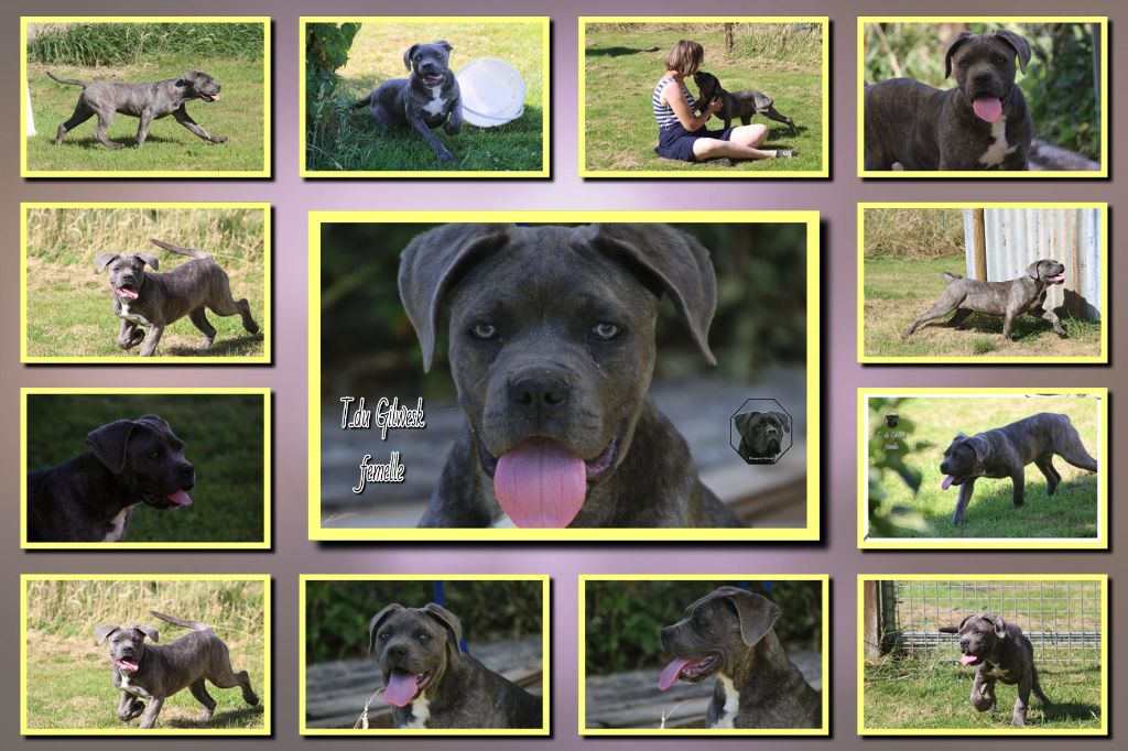 Chiot Cane Corso du Gilwesk