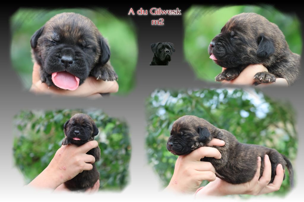 du Gilwesk - Chiots disponibles - Cane Corso