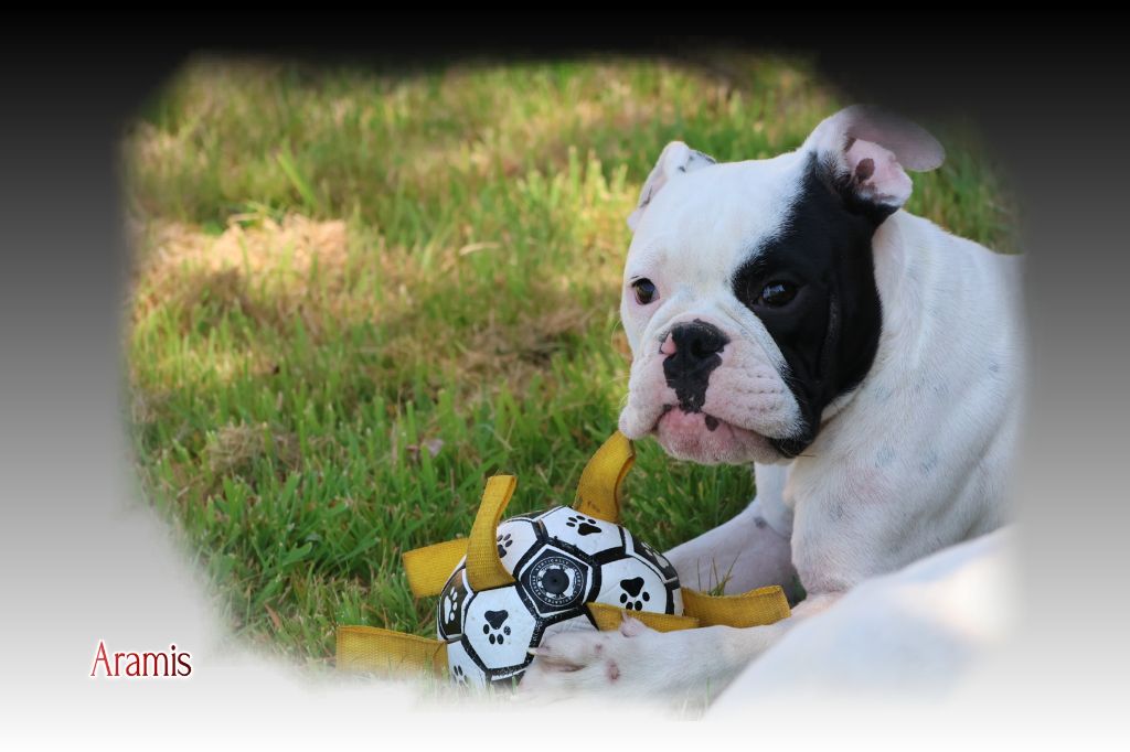 du Gilwesk - Chiots disponibles - Bulldog continental