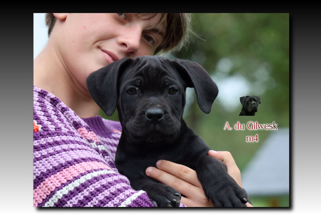 du Gilwesk - Chiots disponibles - Cane Corso