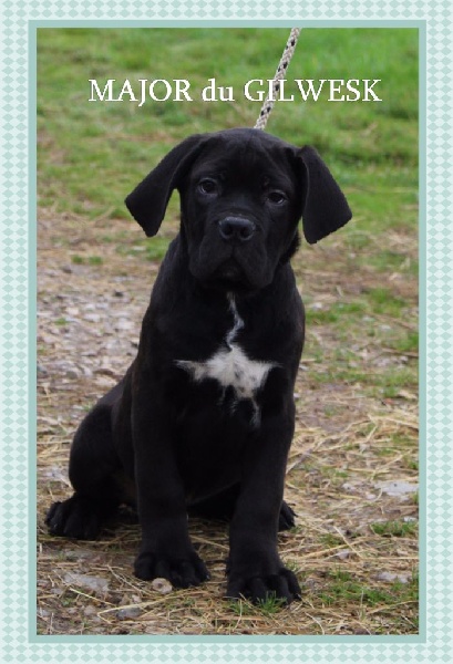 du Gilwesk - Cane Corso - Portée née le 23/07/2016
