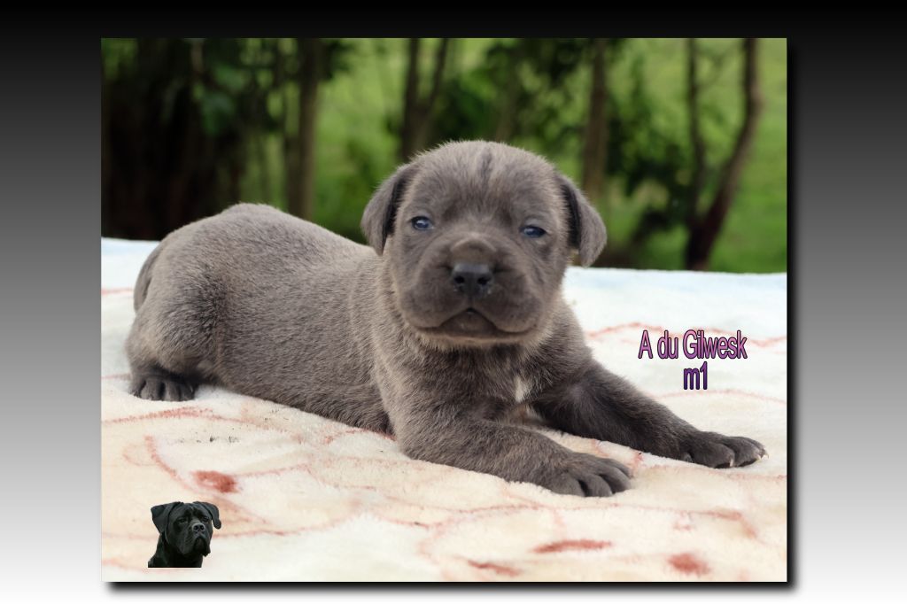 du Gilwesk - Chiots disponibles - Cane Corso