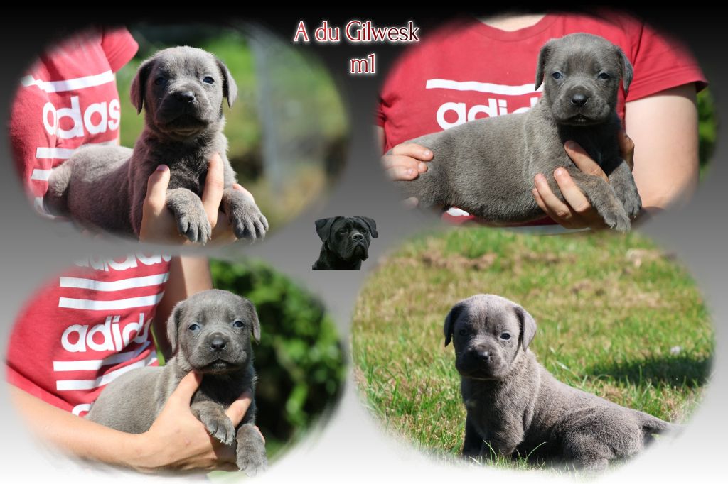 du Gilwesk - Chiots disponibles - Cane Corso