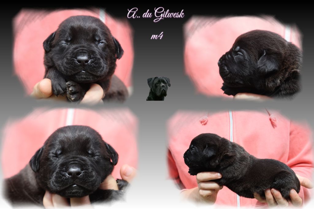 du Gilwesk - Chiots disponibles - Cane Corso