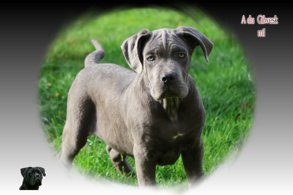 du Gilwesk - Chiots disponibles - Cane Corso