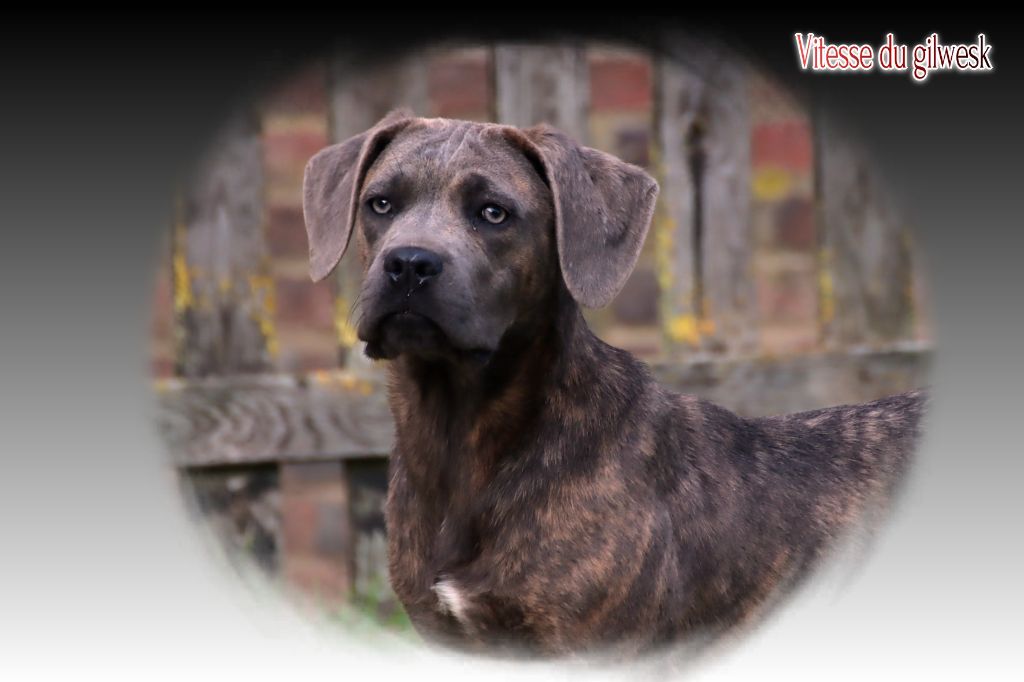 du Gilwesk - Chiots disponibles - Cane Corso