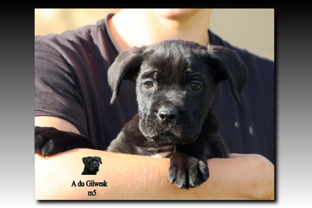 du Gilwesk - Chiots disponibles - Cane Corso