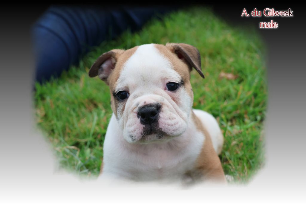 du Gilwesk - Chiots disponibles - Bulldog continental