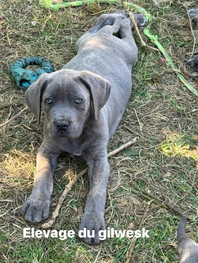 du Gilwesk - Chiots disponibles - Cane Corso