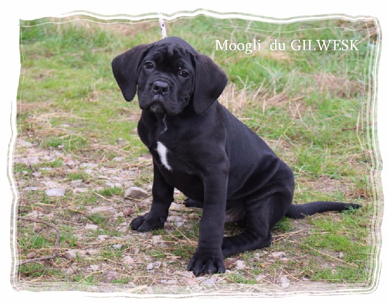 du Gilwesk - Cane Corso - Portée née le 09/08/2016