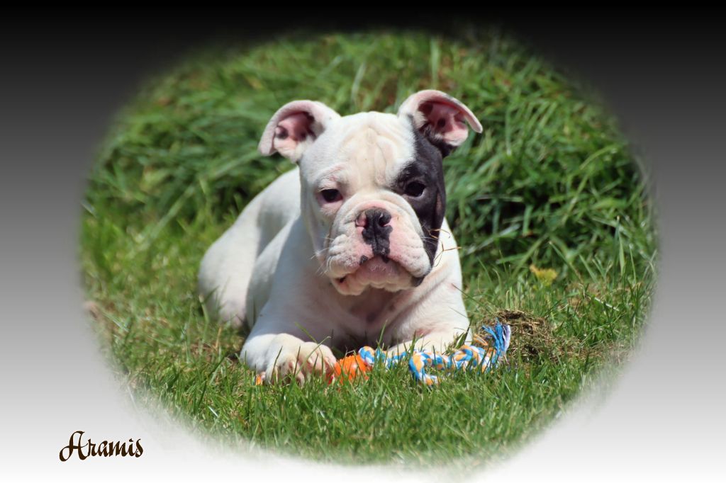 du Gilwesk - Chiots disponibles - Bulldog continental