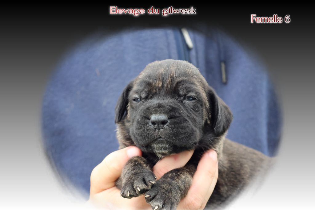 du Gilwesk - Chiots disponibles - Cane Corso