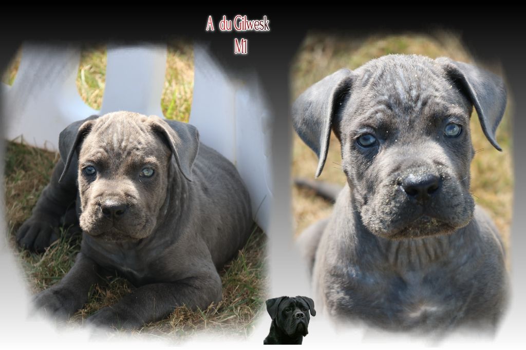 du Gilwesk - Chiots disponibles - Cane Corso