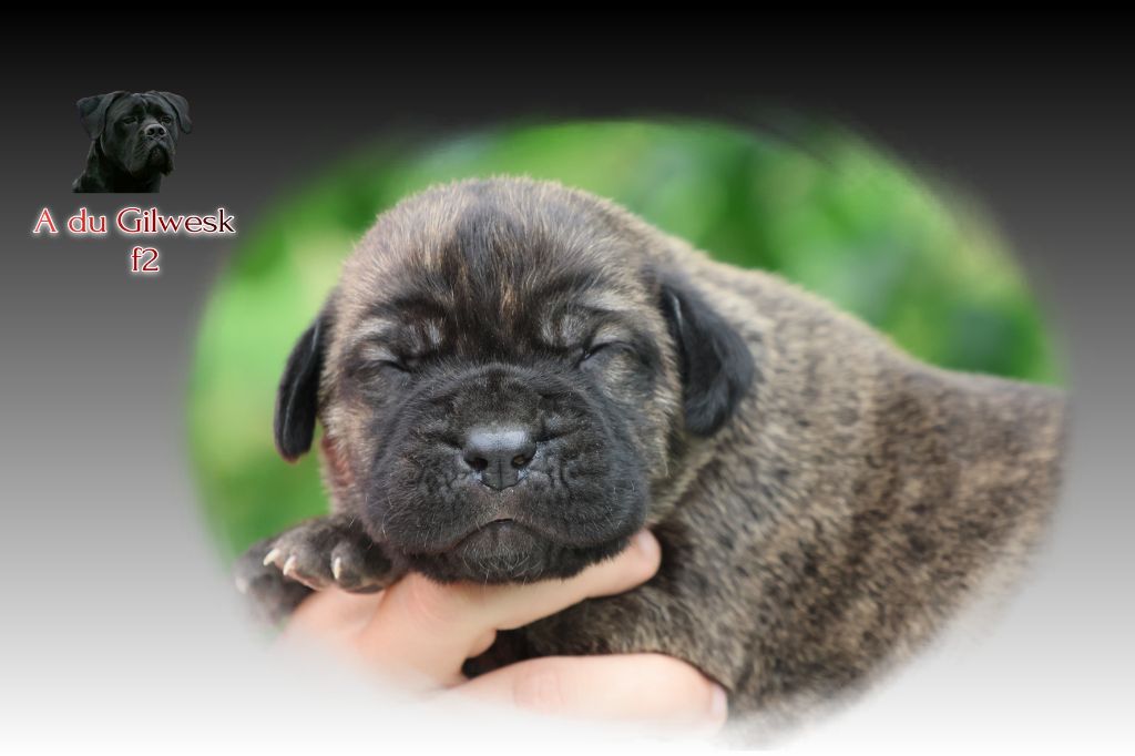 du Gilwesk - Chiots disponibles - Cane Corso